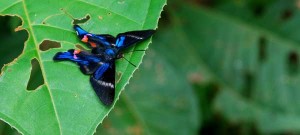 Butterfly in Yasuní National Park, Ecuador (photo via Flickr @Ggallice)