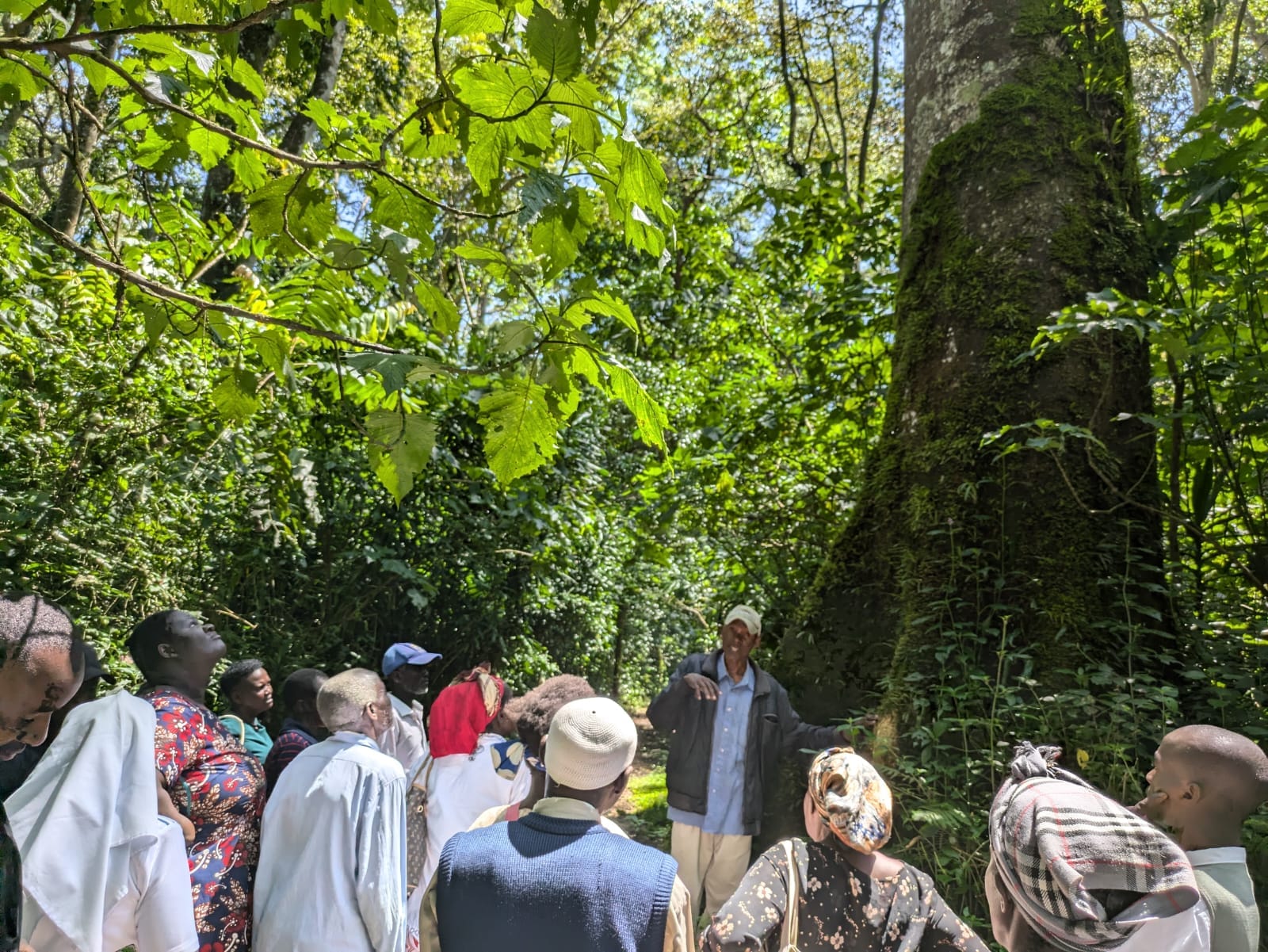 A Black man stands in front of the trunk of a giant tree, his hands gesturing as he speaks. He is surrounded by a group of about a dozen people who look at him or up at the tree with thoughtful expressions. They are surrounded by lush forest.