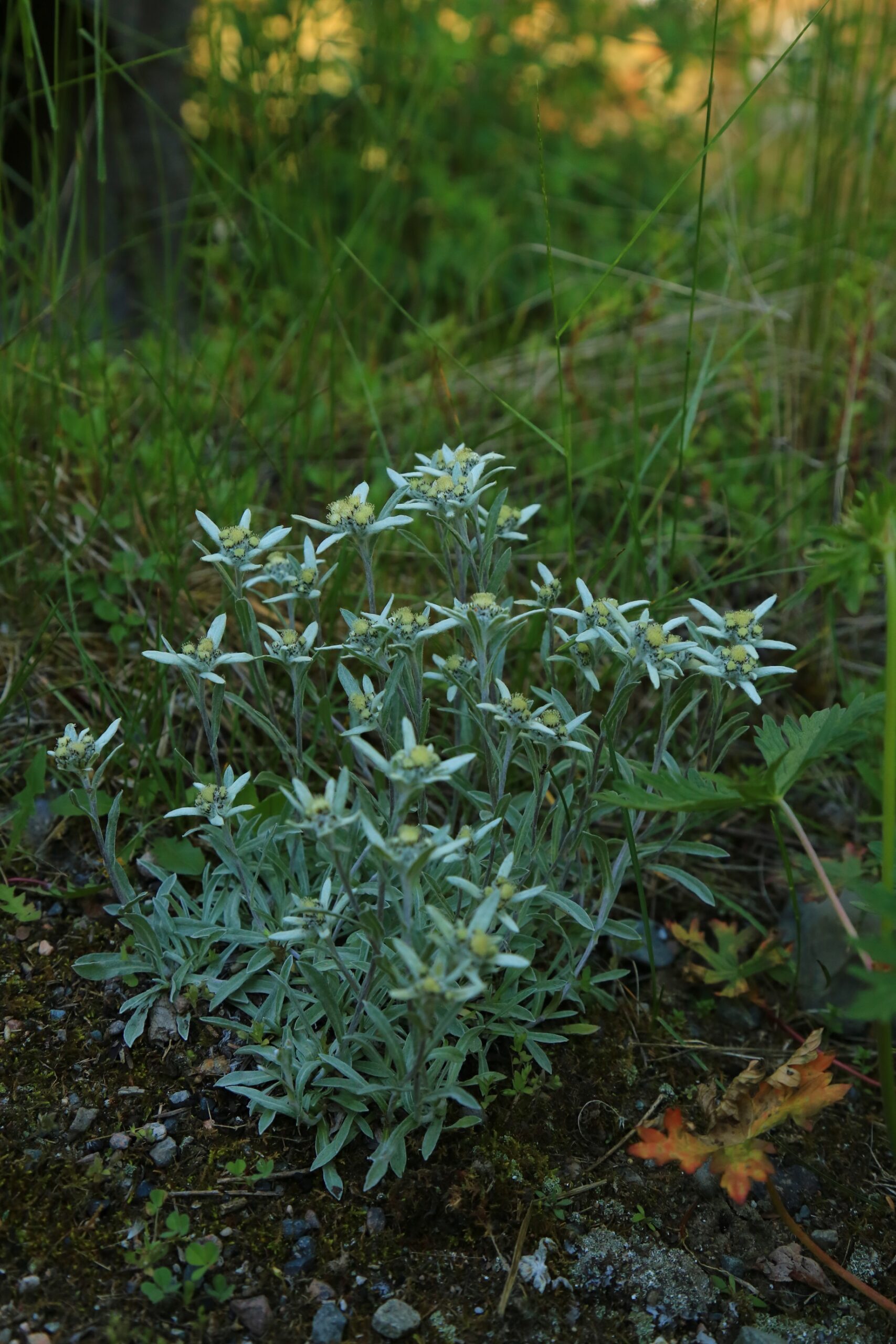 A close up photo of an edelweiss plant