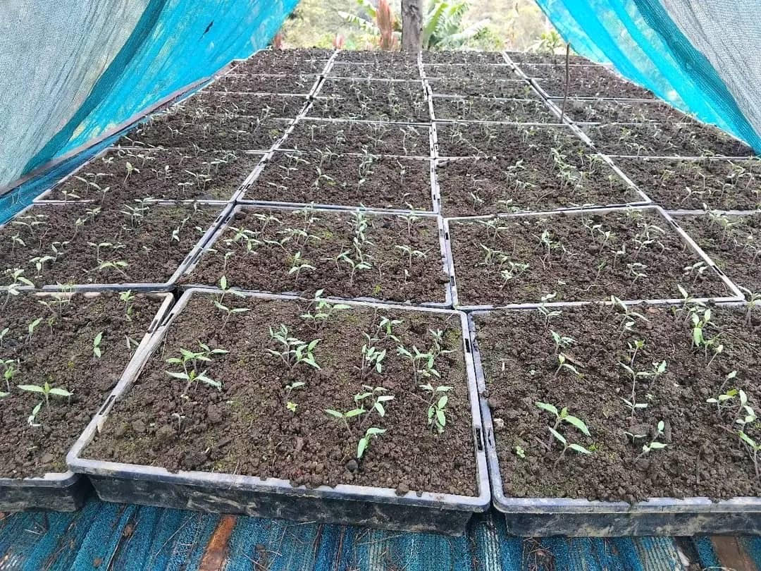 A photo of at least a couple dozen garden beds inside a greenhouse. There are many plants in them that seem to be just beginning to sprout.