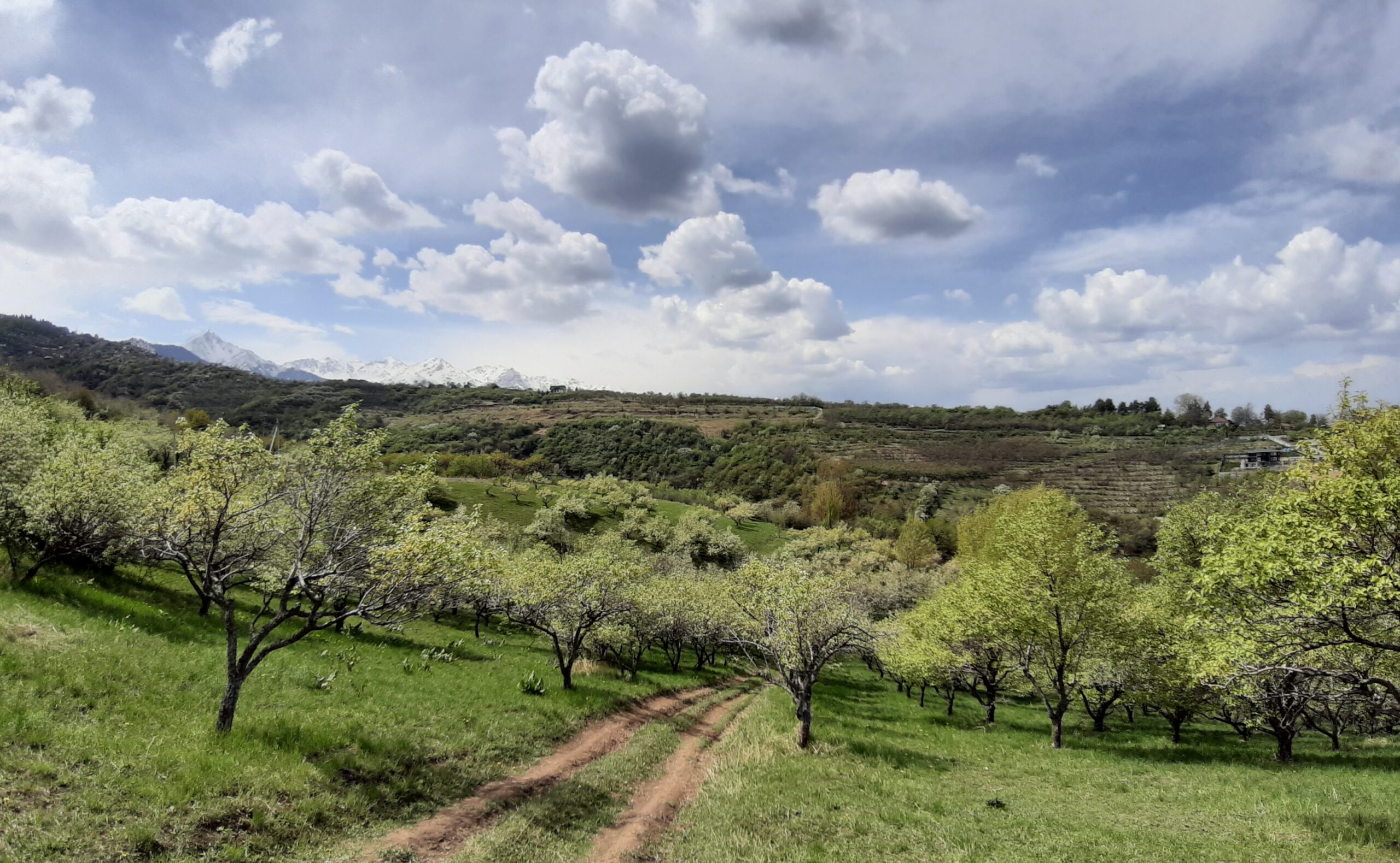 A dirt trail extends downhill into a vast landscape of fruit trees and grass