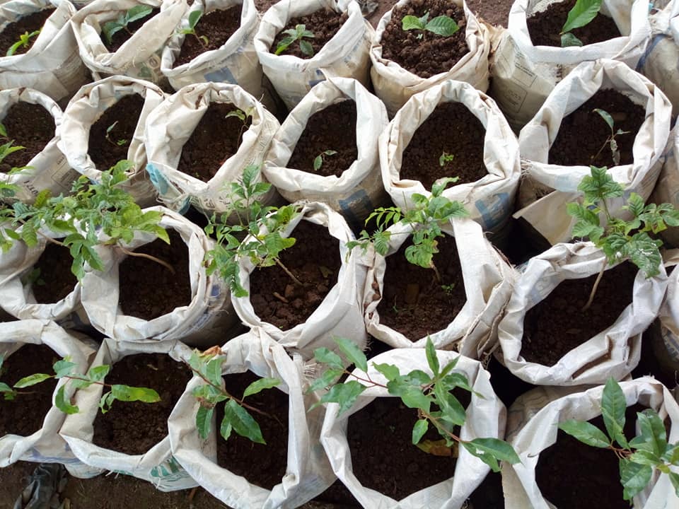 A zoomed in shot of many small saplings growing in soil-filled cement bags.